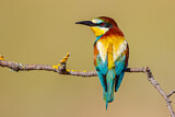 Image. Bienenfresser