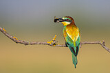 Image. Bienenfresser