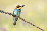 Image. Bienenfresser