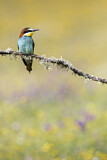 Image. Bienenfresser