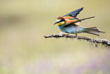 Image. Bienenfresser