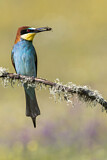 Image. Bienenfresser