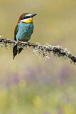 Image. Bienenfresser