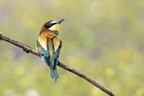 Image. Bienenfresser