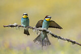 Image. Bienenfresser