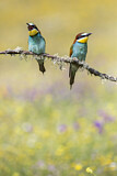Image. Bienenfresser