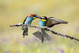 Image. Bienenfresser