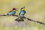 Image. Bienenfresser