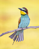 Image. Bienenfresser