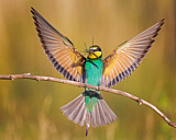 Image. Bienenfresser