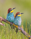 Image. Bienenfresser