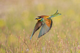 Image. Bienenfresser