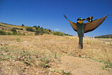 Image. Bienenfresser