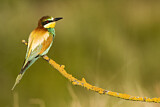 Image. Bienenfresser