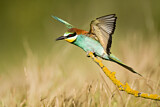 Image. Bienenfresser
