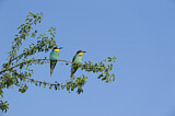 Image. Bienenfresser