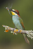 Image. Bienenfresser