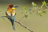 Image. Bienenfresser