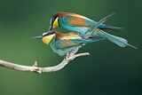 Image. Bienenfresser