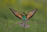 Image. Bienenfresser
