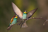 Image. Bienenfresser