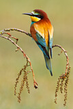 Image. Bienenfresser