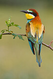 Image. Bienenfresser