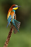 Image. Bienenfresser