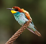 Image. Bienenfresser