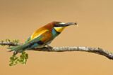 Image. Bienenfresser