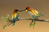 Image. Bienenfresser