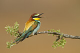 Image. Bienenfresser