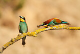 Image. Bienenfresser