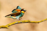 Image. Bienenfresser