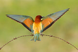 Image. Bienenfresser