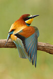 Image. Bienenfresser