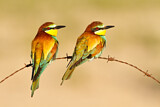 Image. Bienenfresser