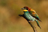 Image. Bienenfresser