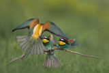 Image. Bienenfresser