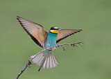 Image. Bienenfresser