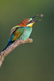 Image. Bienenfresser