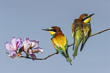 Image. Bienenfresser