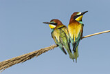 Image. Bienenfresser