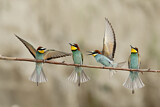 Image. Bienenfresser