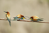 Image. Bienenfresser