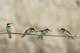 Image. Bienenfresser