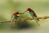Image. Bienenfresser