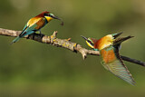 Image. Bienenfresser