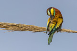 Image. Bienenfresser