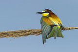 Image. Bienenfresser